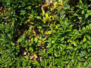 Kirschlorbeer braune Blätter und gelbe Blätter