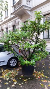 Kirschlorbeerbaum im Kübel