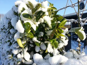 Kirschlorbeer winterhart im Schnee